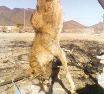 سعودية تقتل ذئباً هاجم زوجها