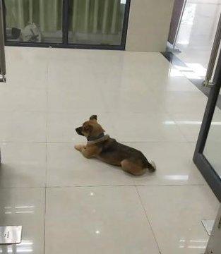 كلب يرفض مغادرة المستشفى بعدما توفي صاحبه فيه